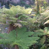 New-Zealand-2007-785.JPG